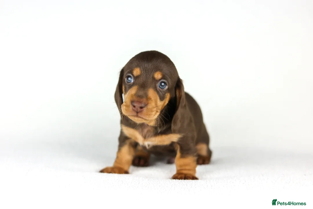 Miniature Dachshund dogs for sale: Miniature dachshund beautiful litter - Advert 14