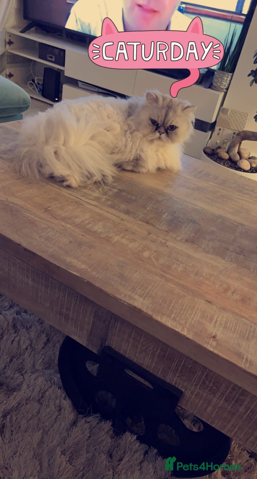 Persian cats for sale: Persian chinchilla cats - Advert 12