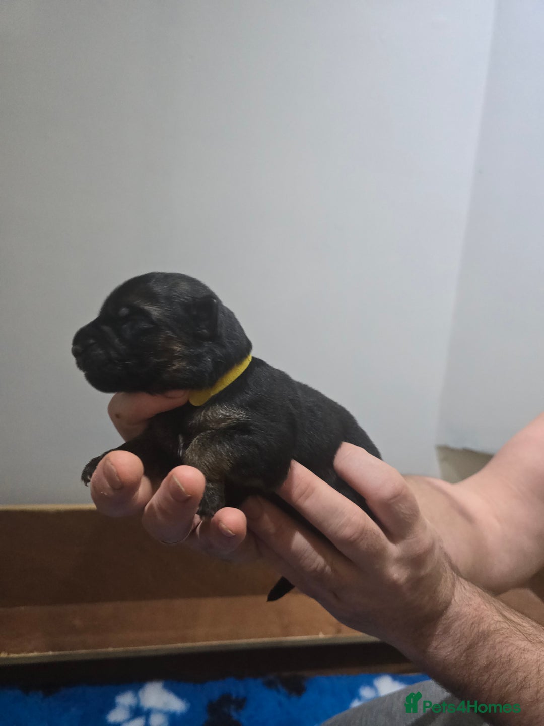 German Shepherd dogs for sale:  Exceptional German Shepherd Dog Puppies – KC Reg - Advert 19