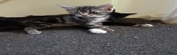 Mixed Breed cats for sale: Four Mixed Kittens - Advert 4