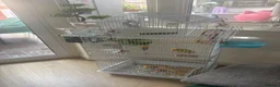 Lovebirds birds for sale: Peach-faced Lovebir in Leicester - Advert 3
