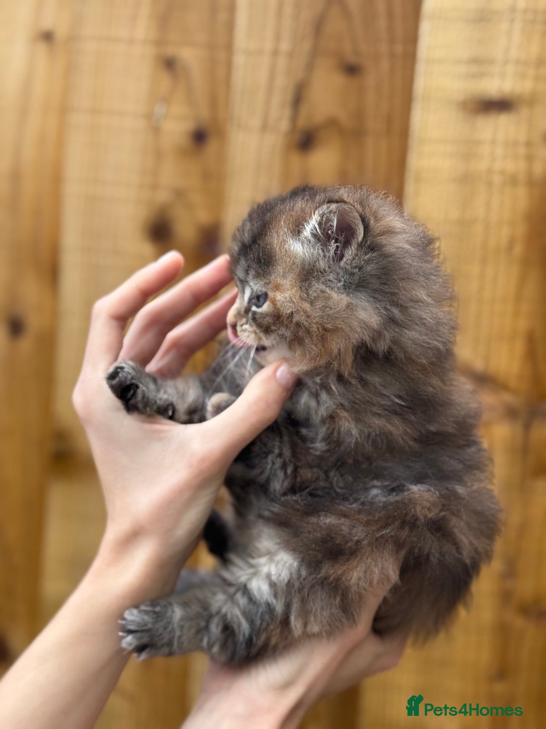 Scottish Fold cats for sale: Adorable Scottish Fold Cross Kittens - Advert 9