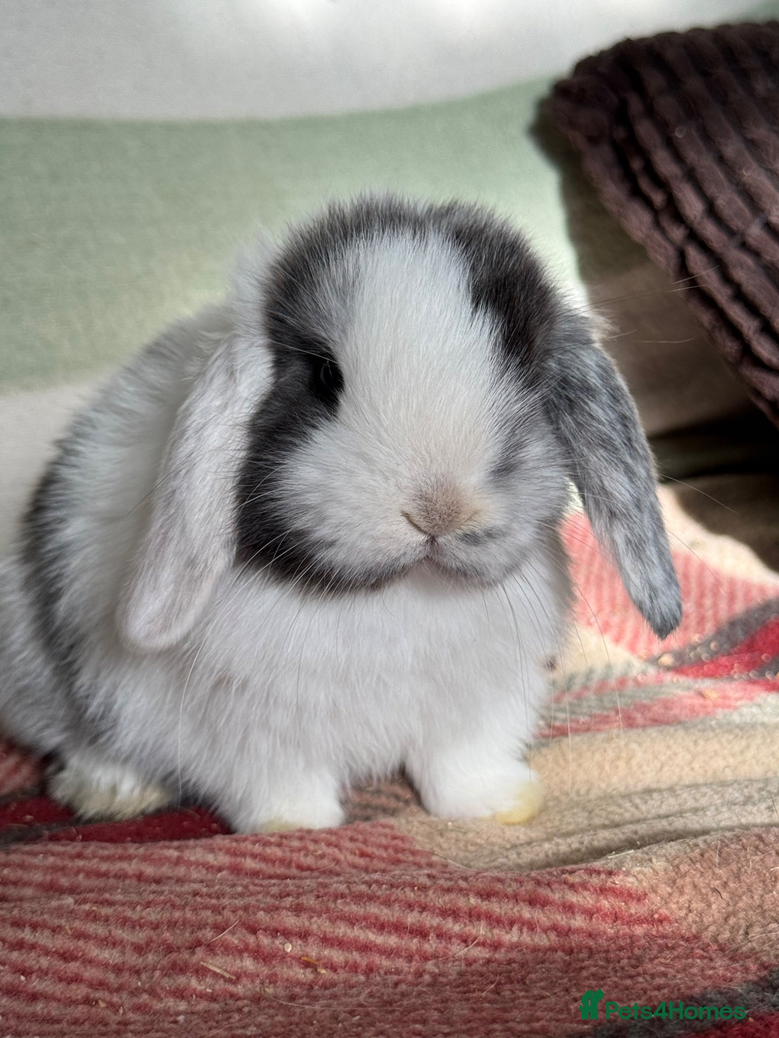 Mini Lop rabbits Beautiful, friendly *vaccinated* lop bunnies - Advert 2