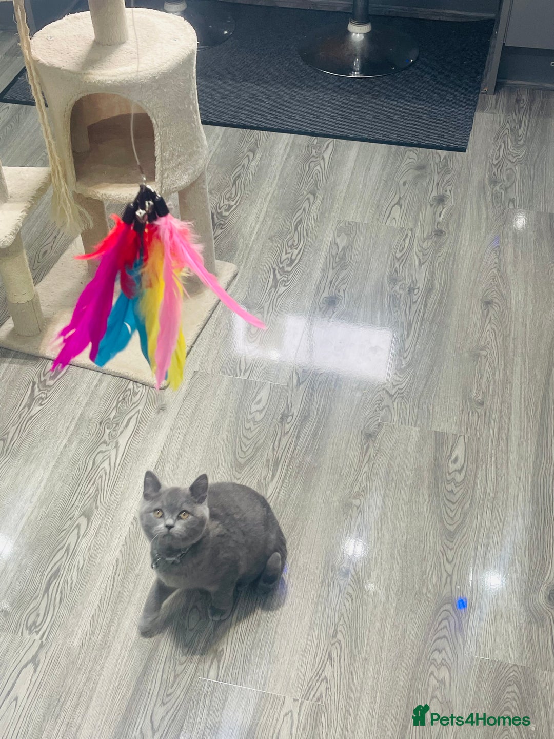 British Shorthair cats for sale: Stunning Blue British Shorthair Kitten 19 Weeks! - Advert 8