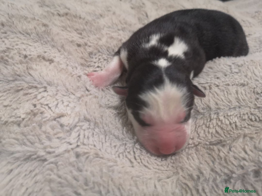 Siberian Husky dogs for sale: Siberian Huskies 1 Male 4 Female - Advert 37