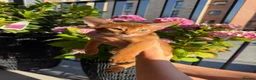 Abyssinian cats for sale: Last Girl 🎀 Ready to Go! - Advert 6