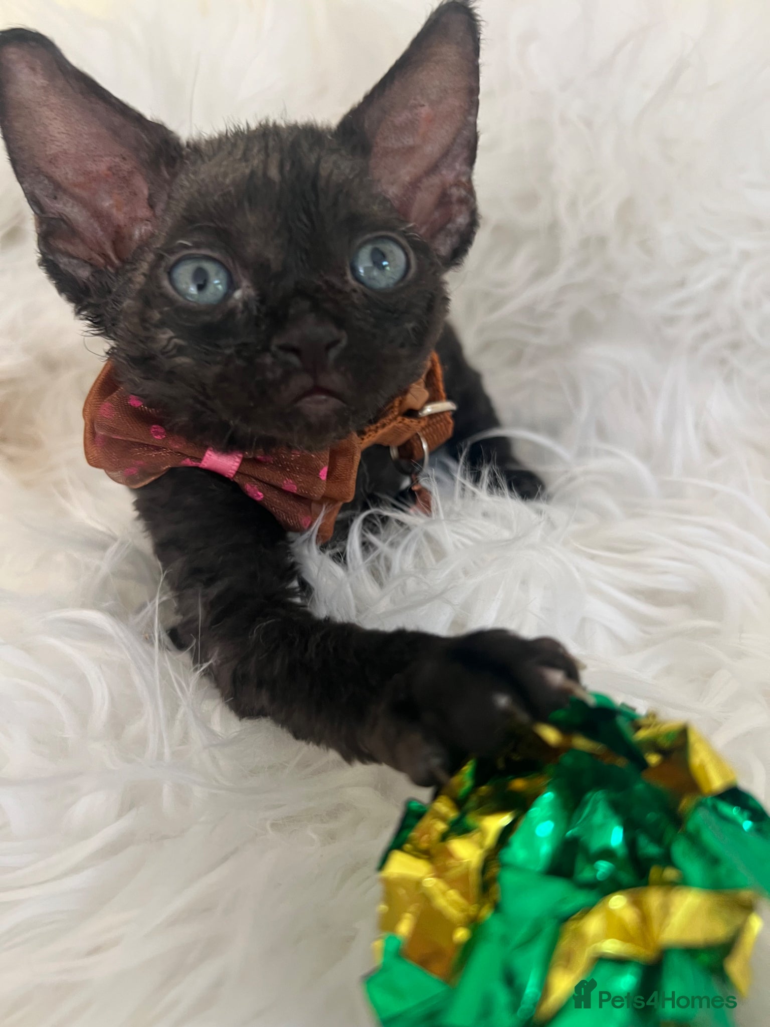 Devon Rex cats for sale: Affectionate Devon Rex kittens - Advert 1