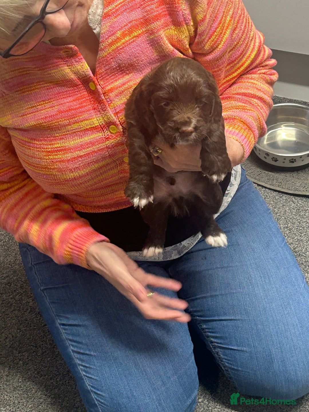 Cocker Spaniel dogs for sale: Working cocker spaniels - Advert 9