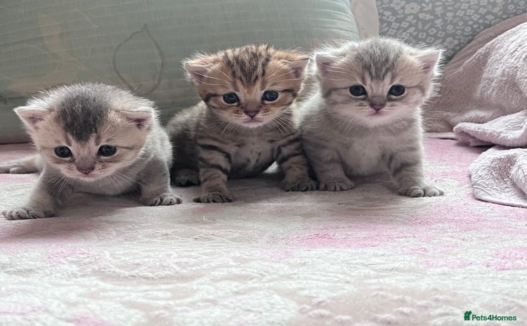 British Shorthair cats - Advert 14