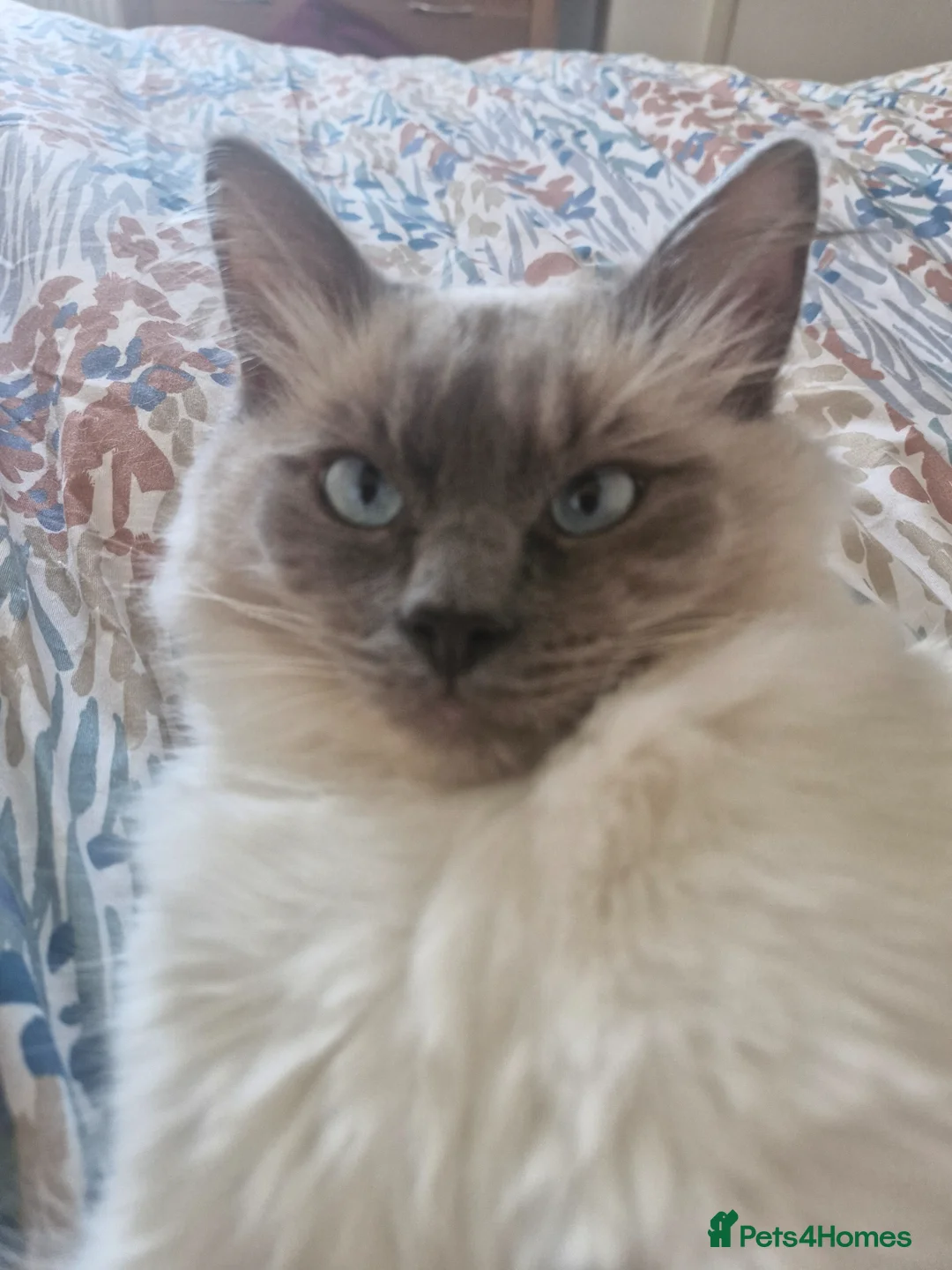 Ragdoll cats for sale: Two Ragdolls brothers looking for a loving home - Advert 4