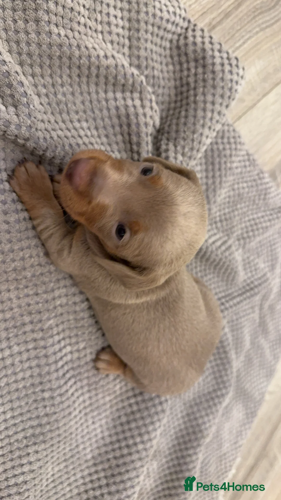 Dachshund dogs for sale: Miniature dachshunds  - Advert 11