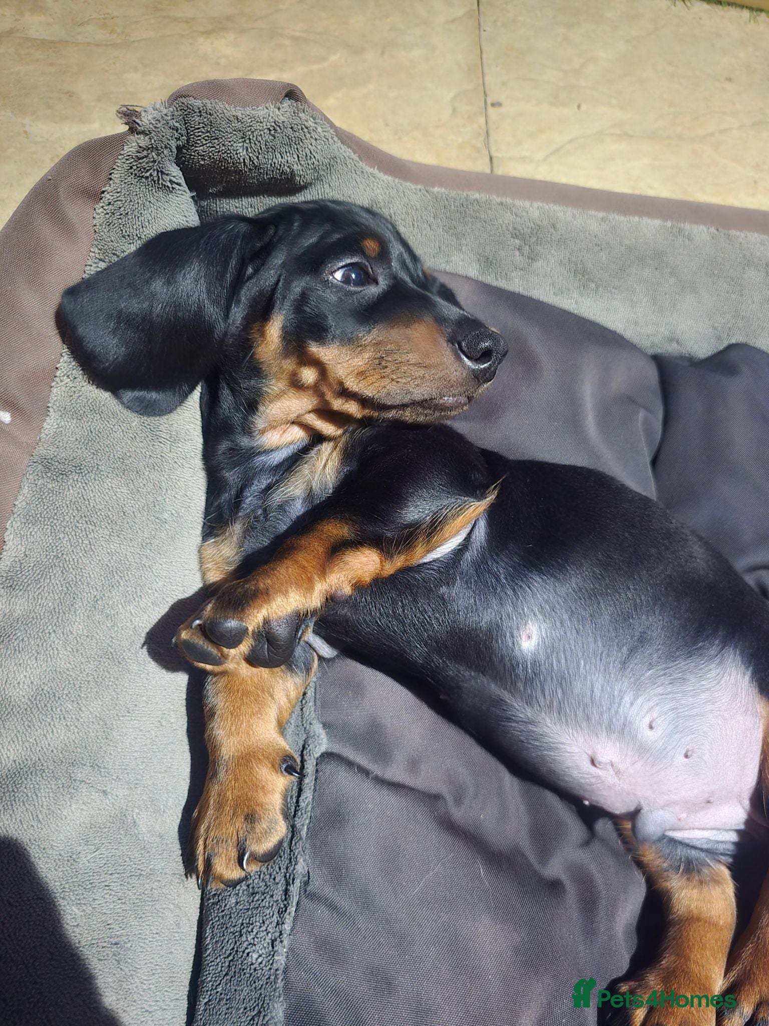 Miniature Dachshund dogs 2 beautiful dauchounds READY NOW! - Advert 12
