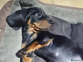 Miniature Dachshund dogs 2 beautiful dauchounds READY NOW! - Advert 12