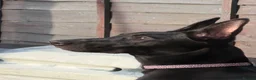 Belgian Shepherd Dog dogs for sale: Belgian Malinois  in Wantage - Advert 4