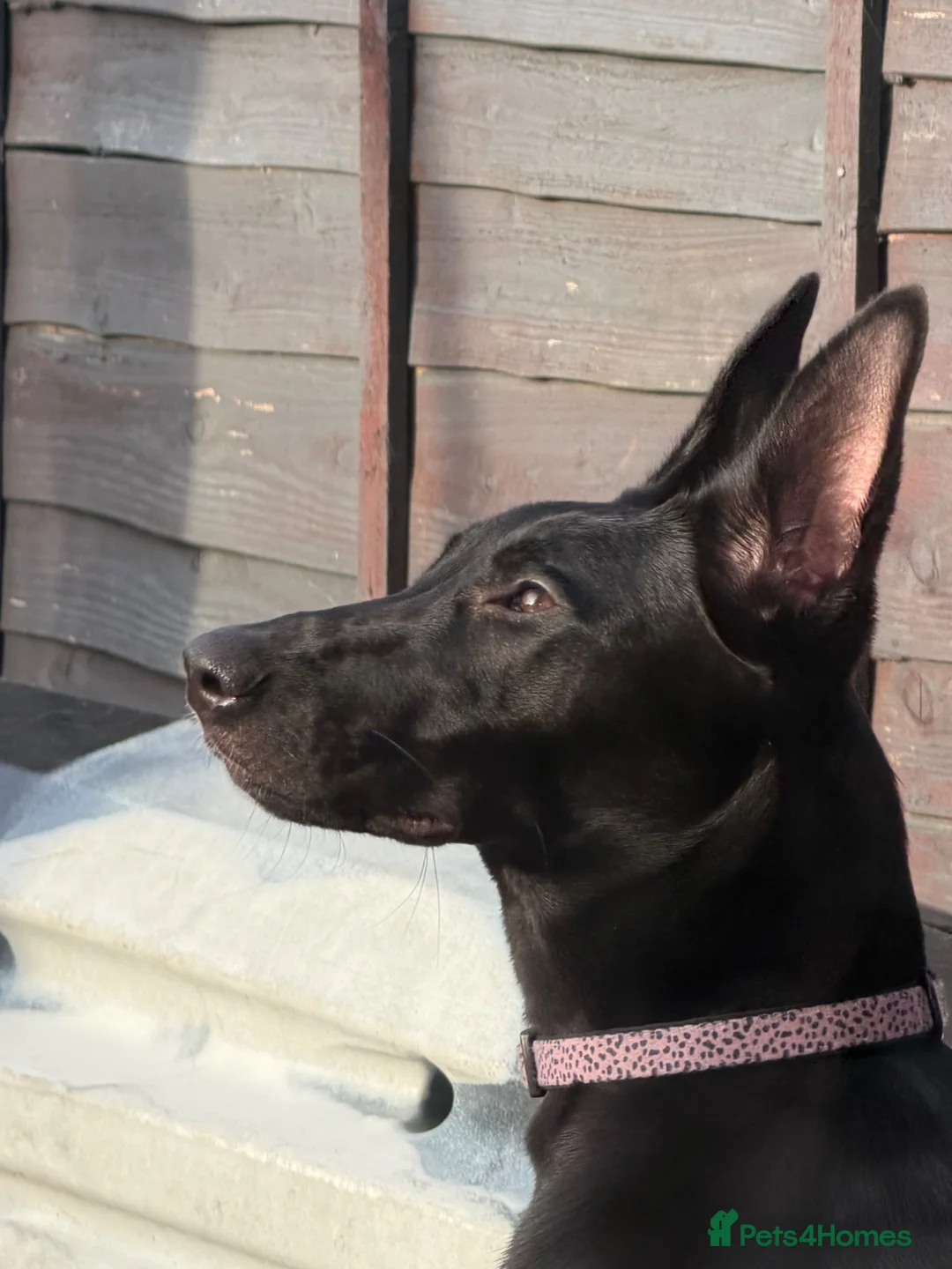 Belgian Shepherd Dog dogs for sale: Belgian Malinois  in Wantage - Advert 4