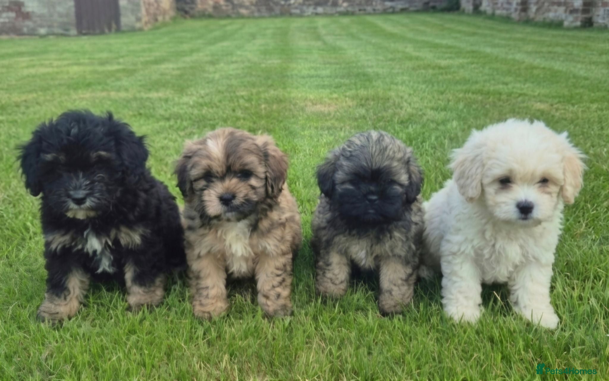 Mixed Breed dogs Stunning Peekapoo puppies - Advert 2