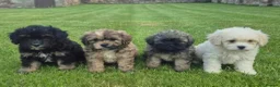 Mixed Breed dogs for sale: Stunning Peekapoo puppies in Brechin - Advert 1