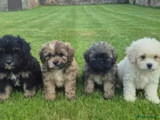 Mixed Breed dogs Stunning Peekapoo puppies - Advert 2