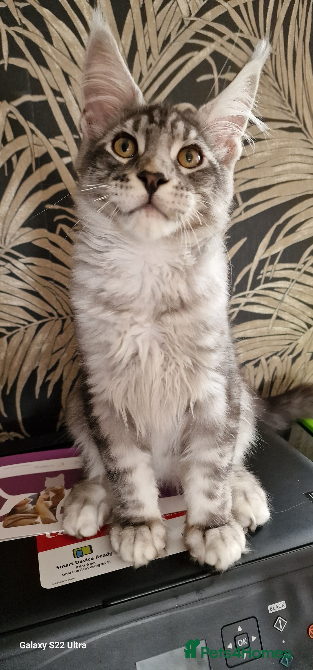 Maine Coon cats for sale: Pure Maine coon - Image 7
