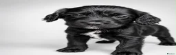 Sprocker dogs for sale: Black Sprocker Pups - Advert 5