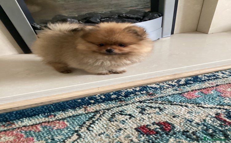 Pomeranian dogs - Advert 2