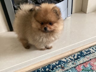 Pomeranian dogs - Advert 10