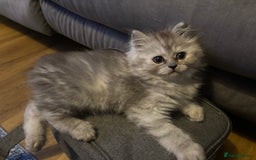 Persian cats for sale: Last Boy! Persian Ragdoll Kittens  - Image 15