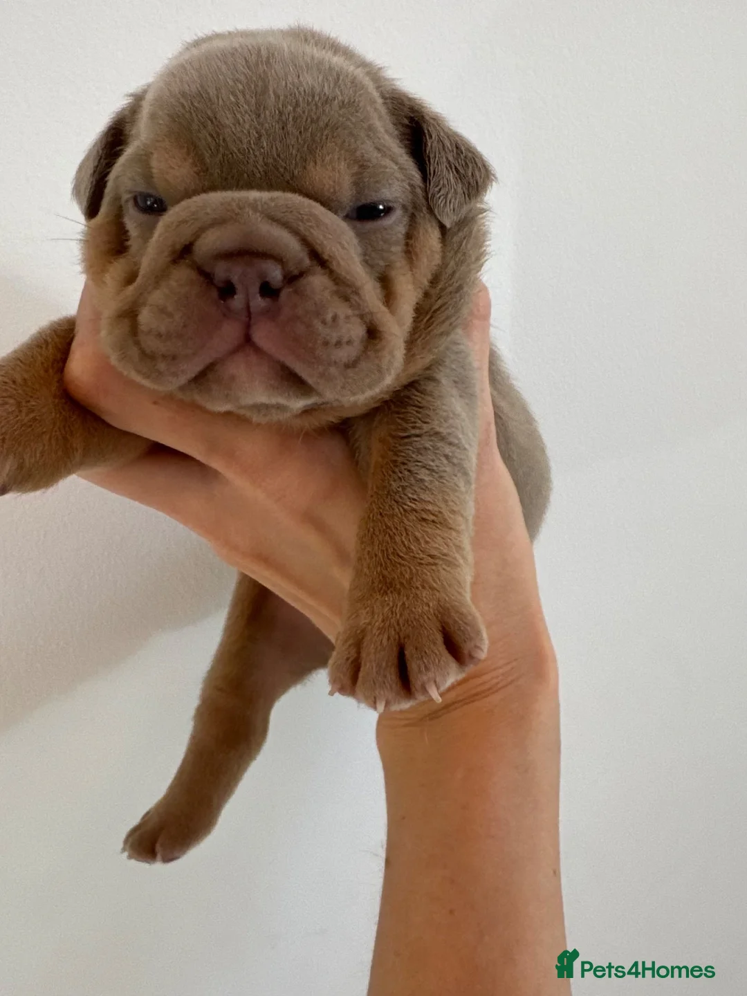 English Bulldog dogs for sale: KC English Bulldogs - stunning & health tested - Advert 1