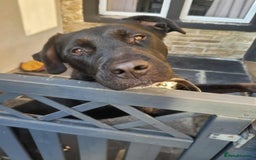 Mixed Breed dogs for sale: Rottweiler x English Bull terrior bitch - Advert 5