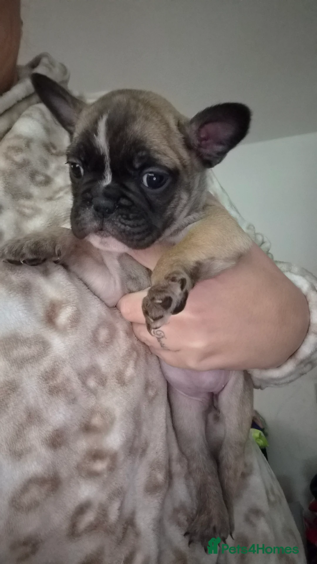 Mixed Breed dogs for sale:  Female Hybrid Bulldog Pups - Advert 14