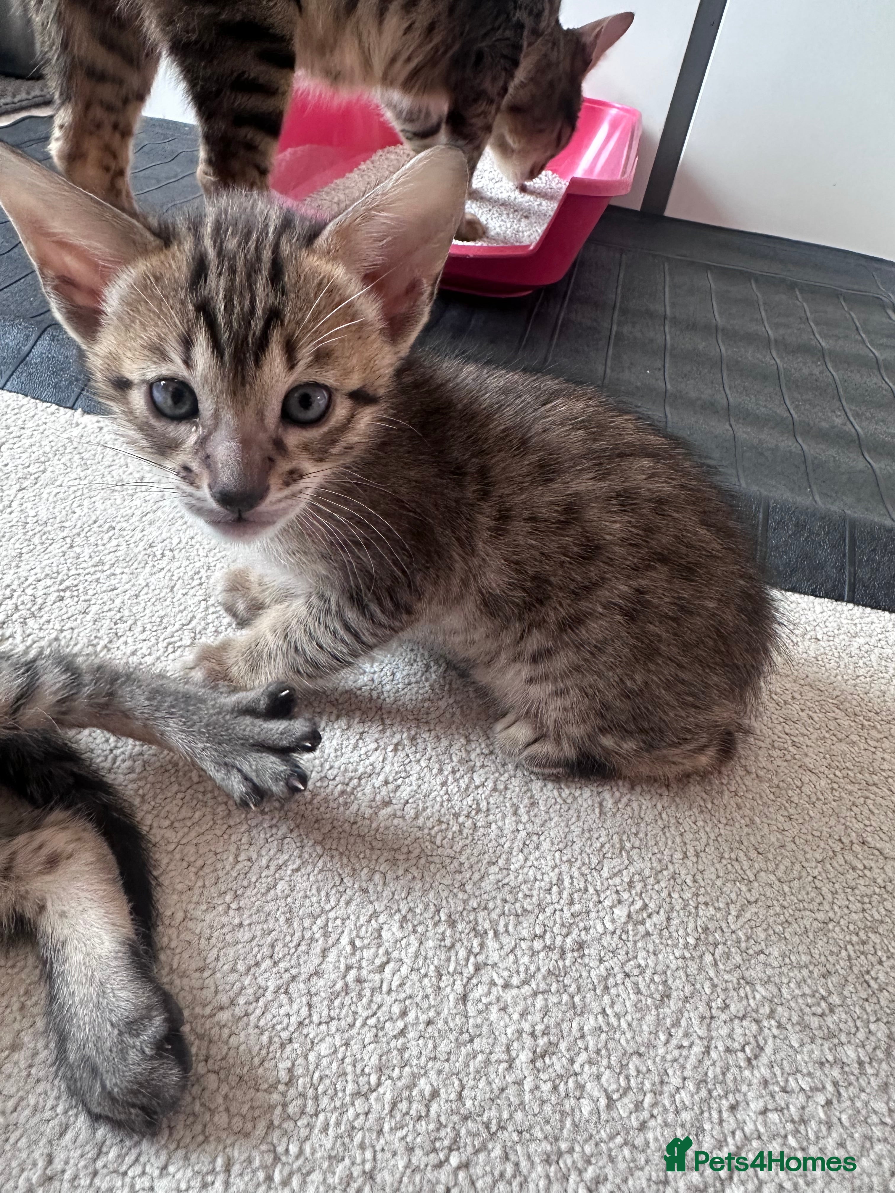 Savannah cats 🏆 TICA Registered Savannah F4 Kittens - Advert 2