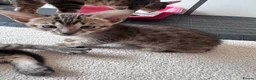 Savannah cats for sale: LAST KITTEN AVAILABLE🏆F4 TICA Registered Savannah - Advert 30