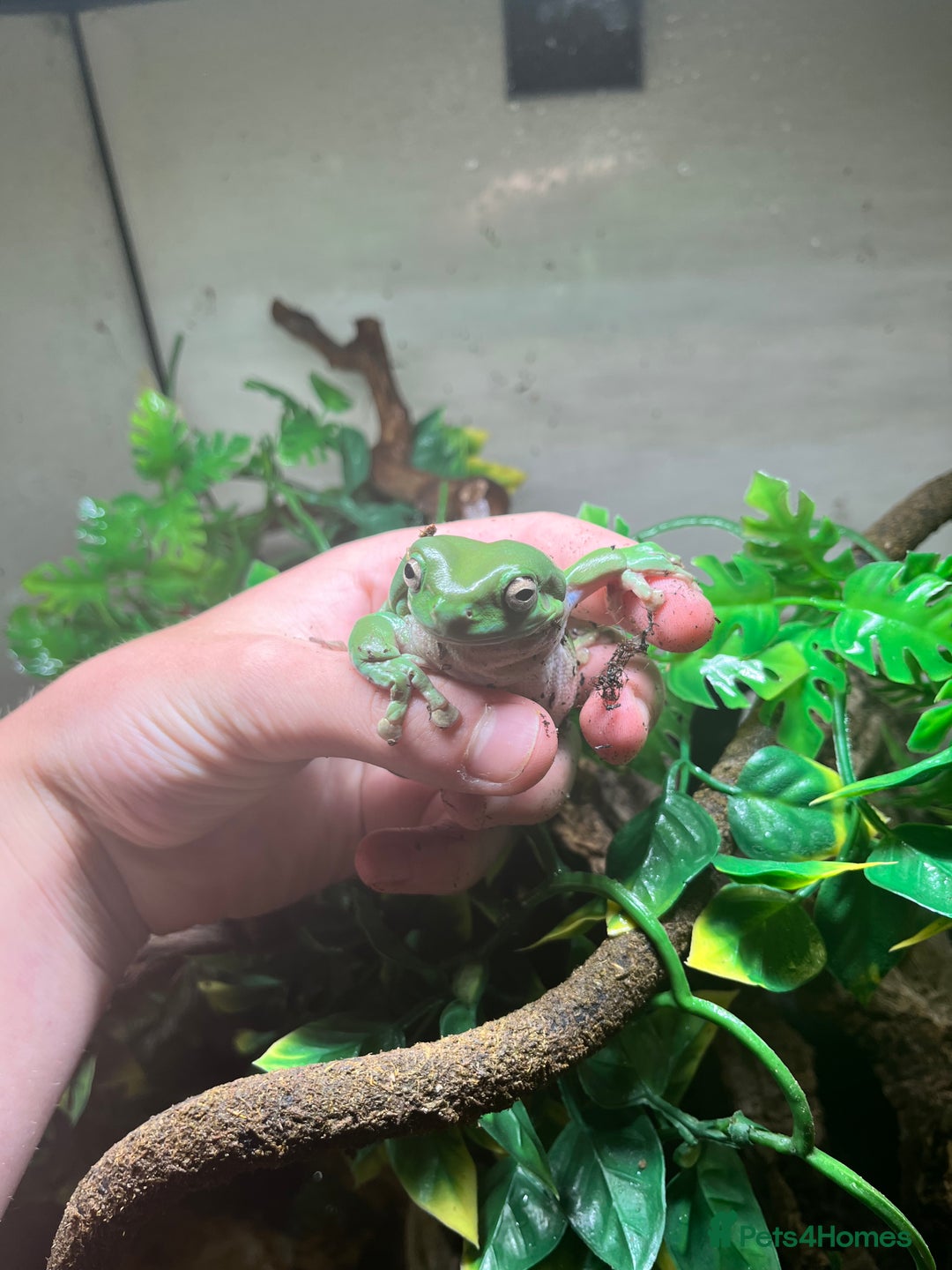 Frog reptiles for sale: Three whites tree frogs including terrarium  - Image 5