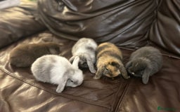 Mini Lop rabbits for sale: Lovely baby minilops for sale  - Image 3