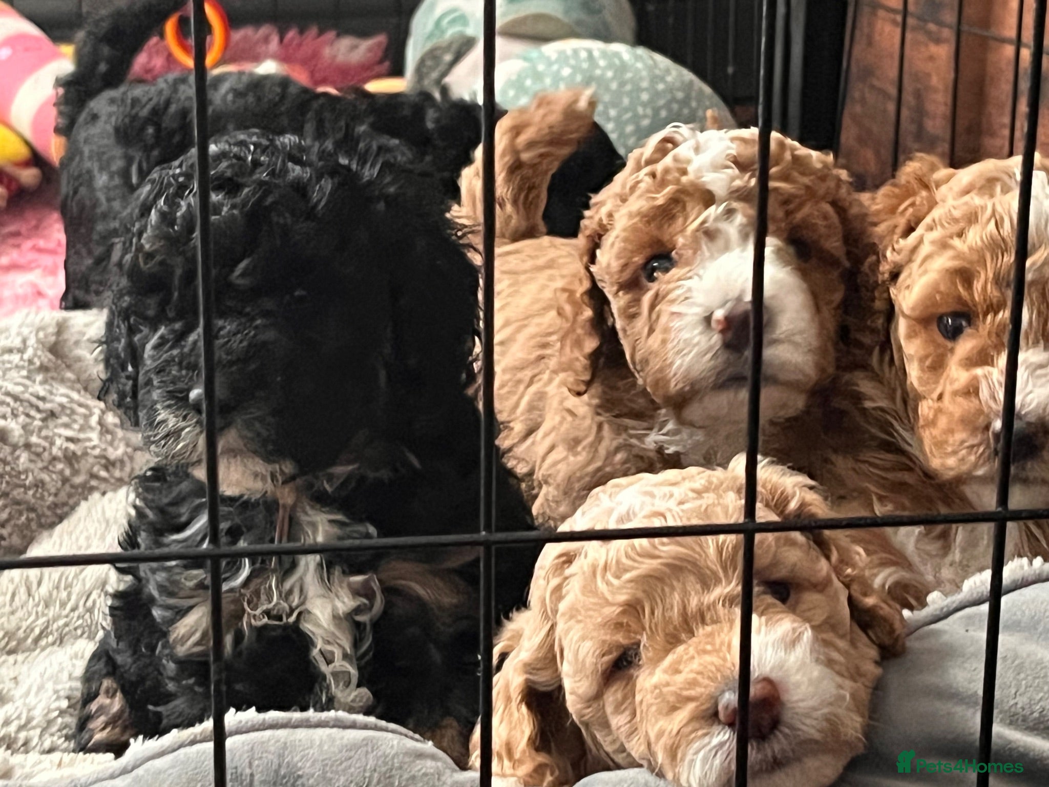 Cockapoo dogs Stunning curly coated Teddy Bear Cockapoos  - Advert 1