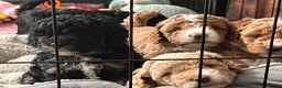 Cockapoo dogs for sale: Stunning curly coated Toy Cockapoos  - Advert 7