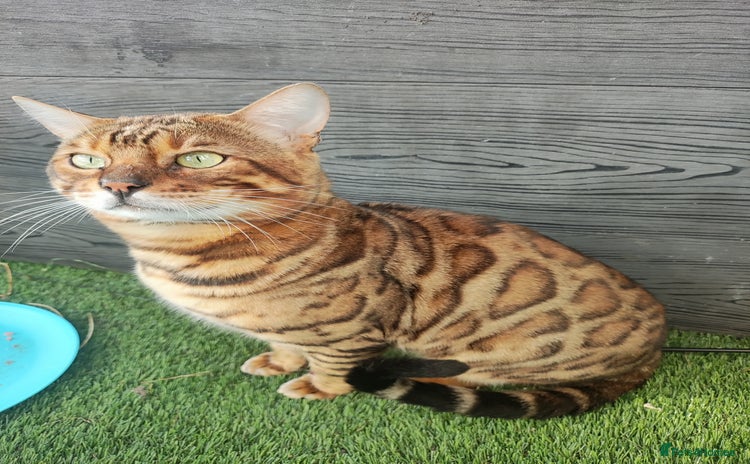 Bengal cats - Advert 2