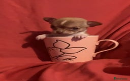Chihuahua dogs for sale: Chihuahua puppies  - Image 6