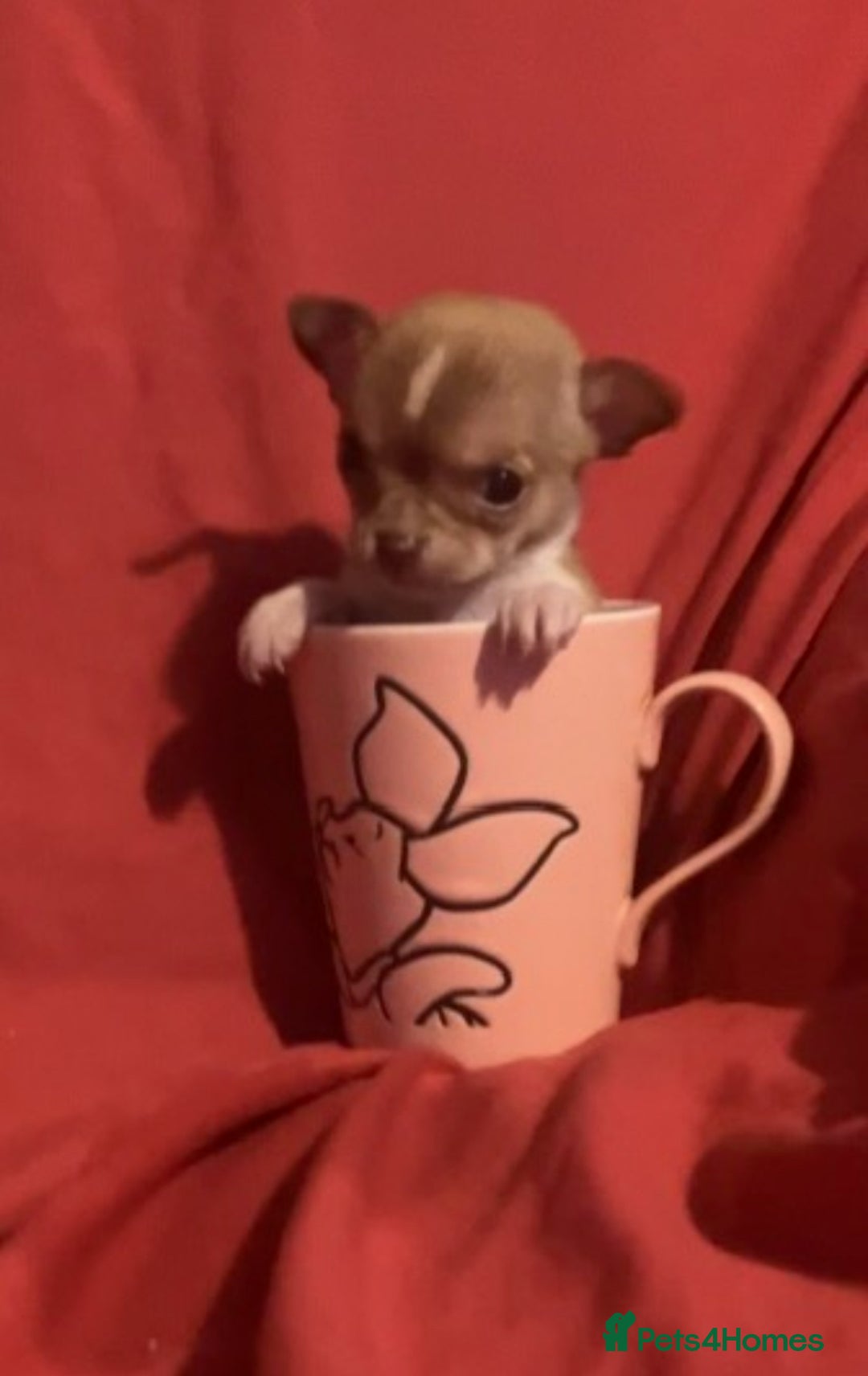Chihuahua dogs for sale: Chihuahua puppies  - Image 6