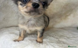 Chihuahua dogs for sale: Chihuahua long coat. Marble  - Image 9