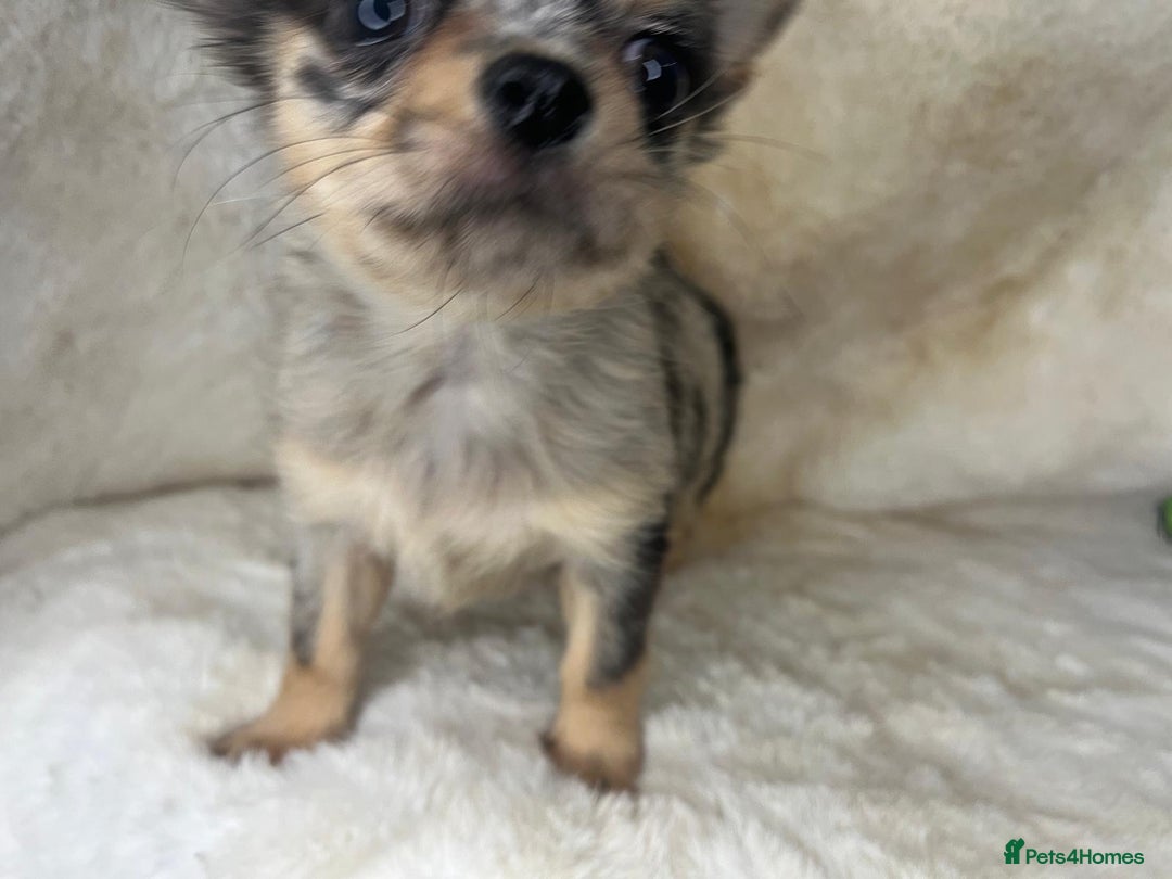 Chihuahua dogs for sale: Chihuahua long coat. Marble  - Image 9