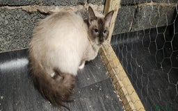 Mixed Breed cats for sale: Ragdoll and British short-hair kittens  - Image 5