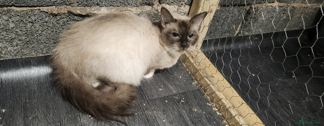 Mixed Breed cats for sale: Ragdoll and British short-hair kittens  - Image 5