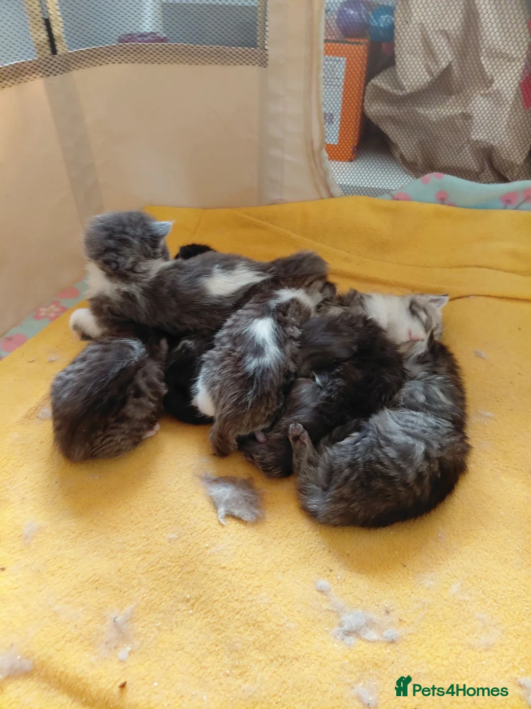 Mixed Breed cats for sale: 3/4 Maine coon. 1/4 sphynx - Advert 24