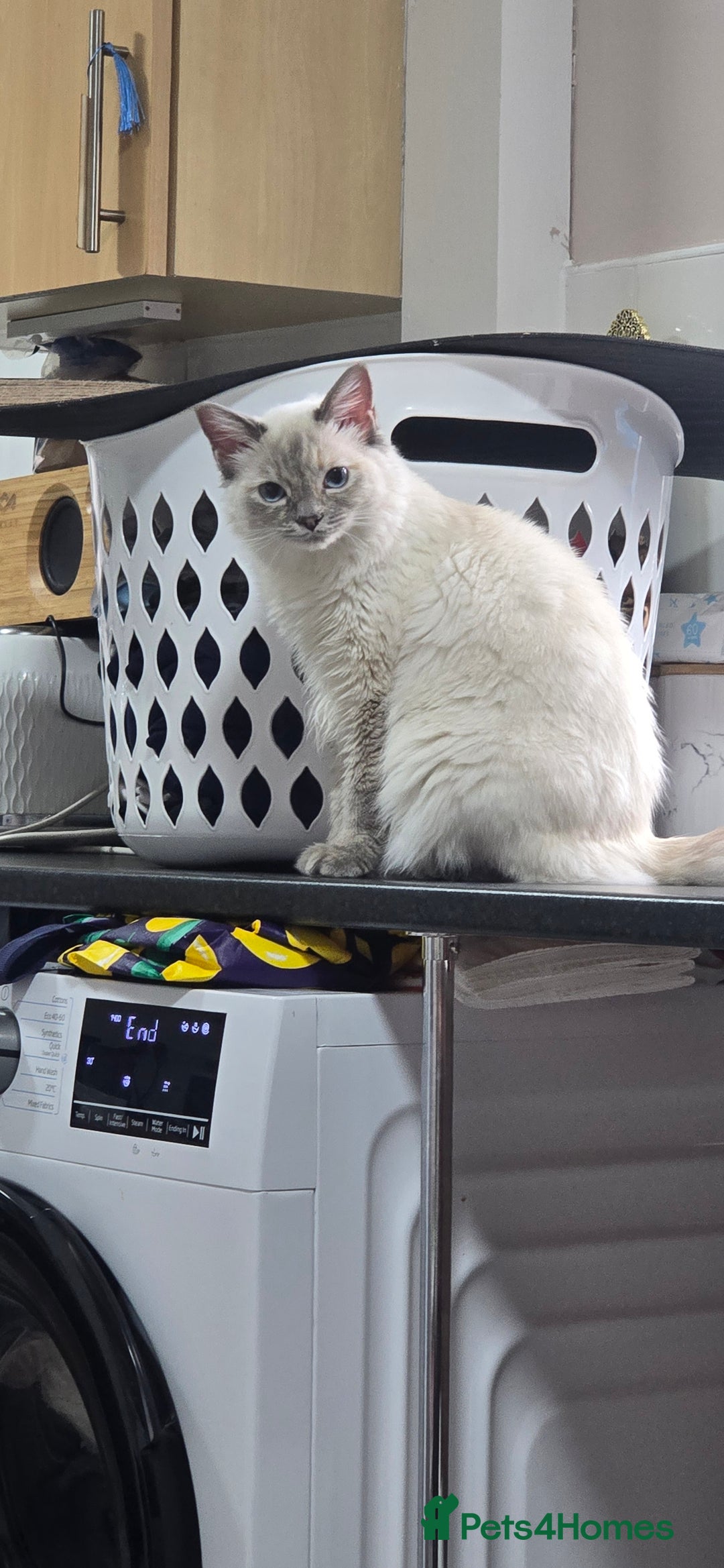 Ragdoll cats for sale: Pedigree ragdoll  - Advert 4