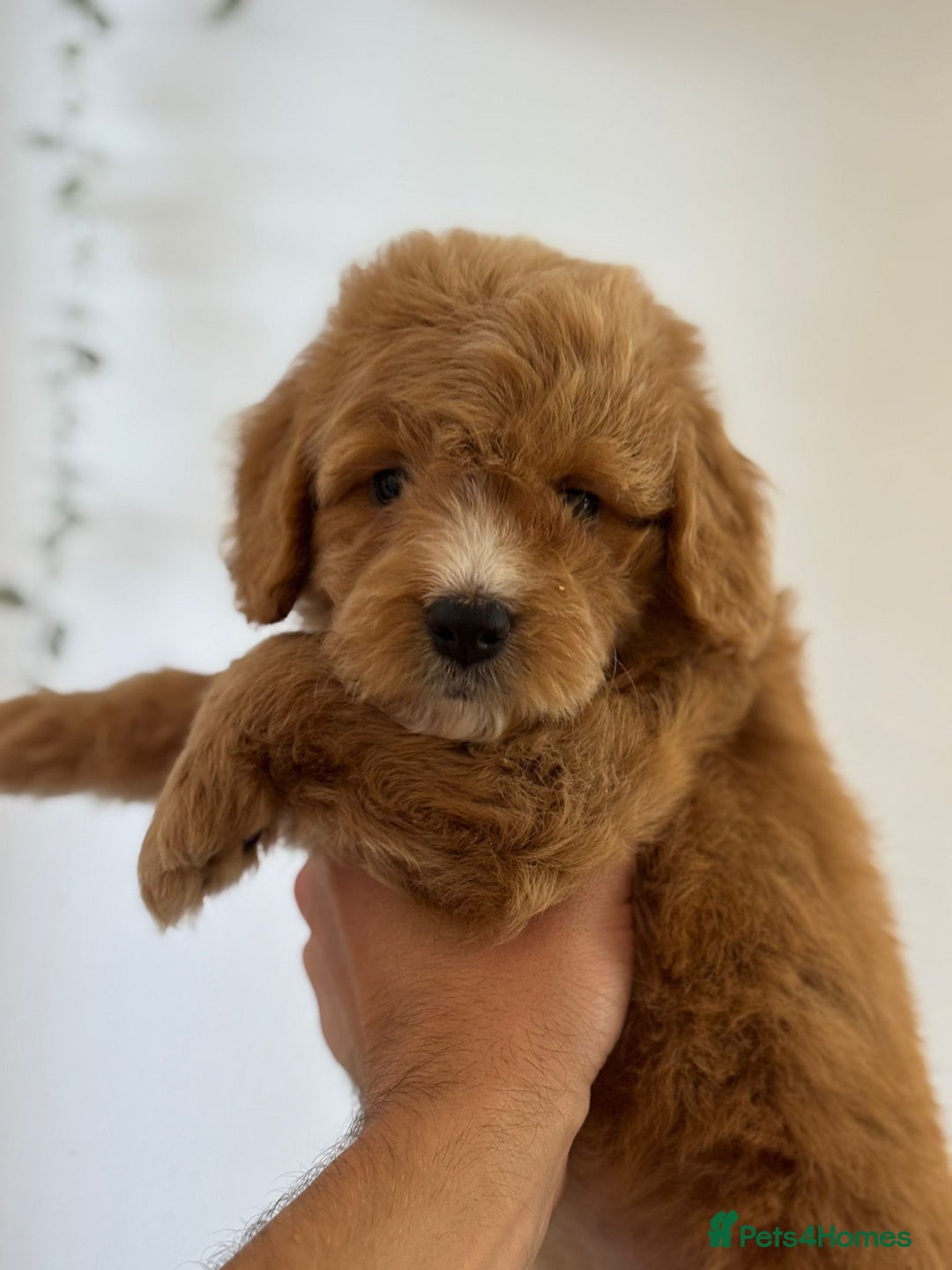 Cockapoo dogs for sale: *READY NOW  *Cockapoo puppies *7 SOLD*  - Image 7
