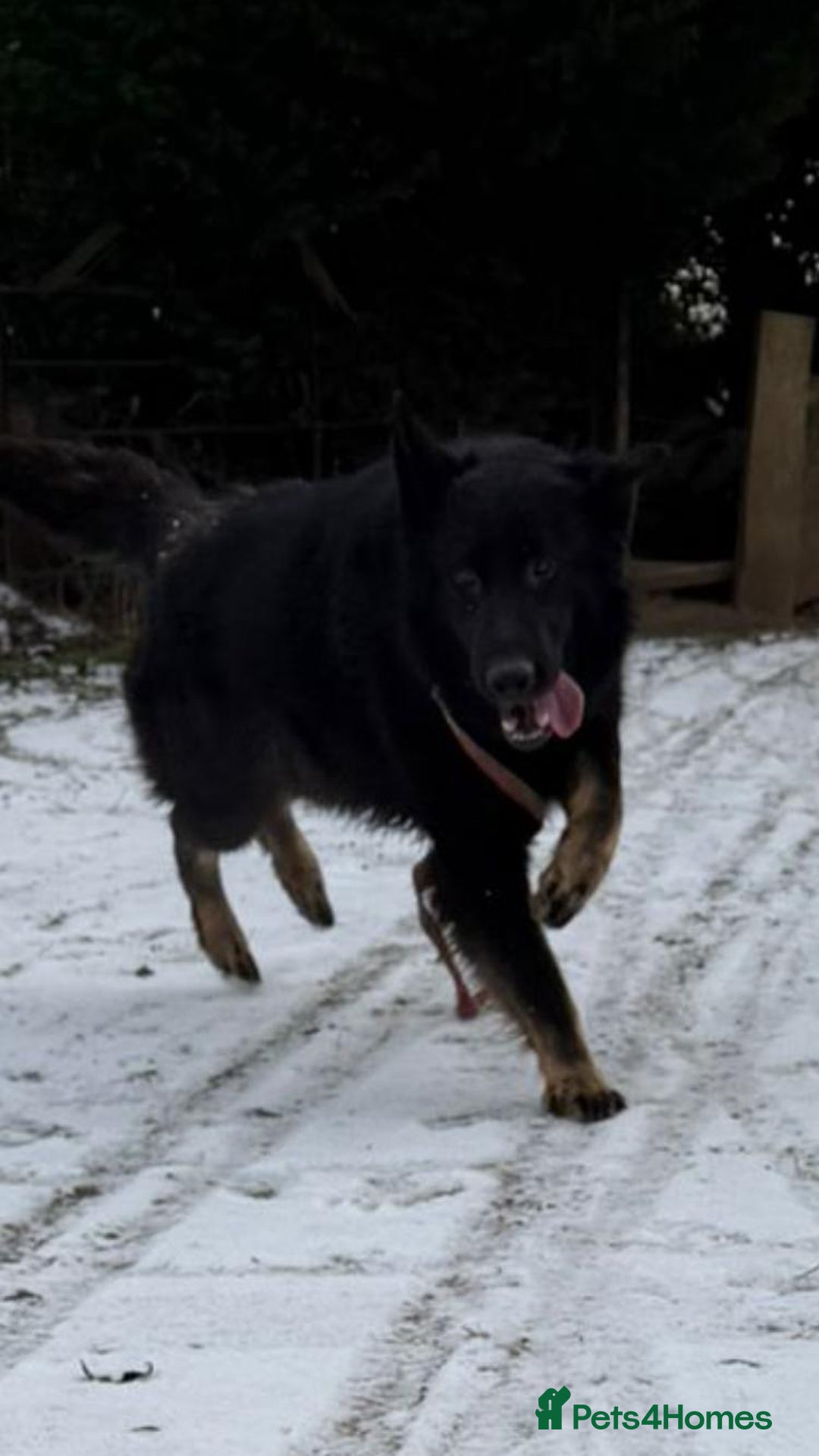 German Shepherd dogs for sale: 2 gorgeous German shepherd brothers  - Advert 11