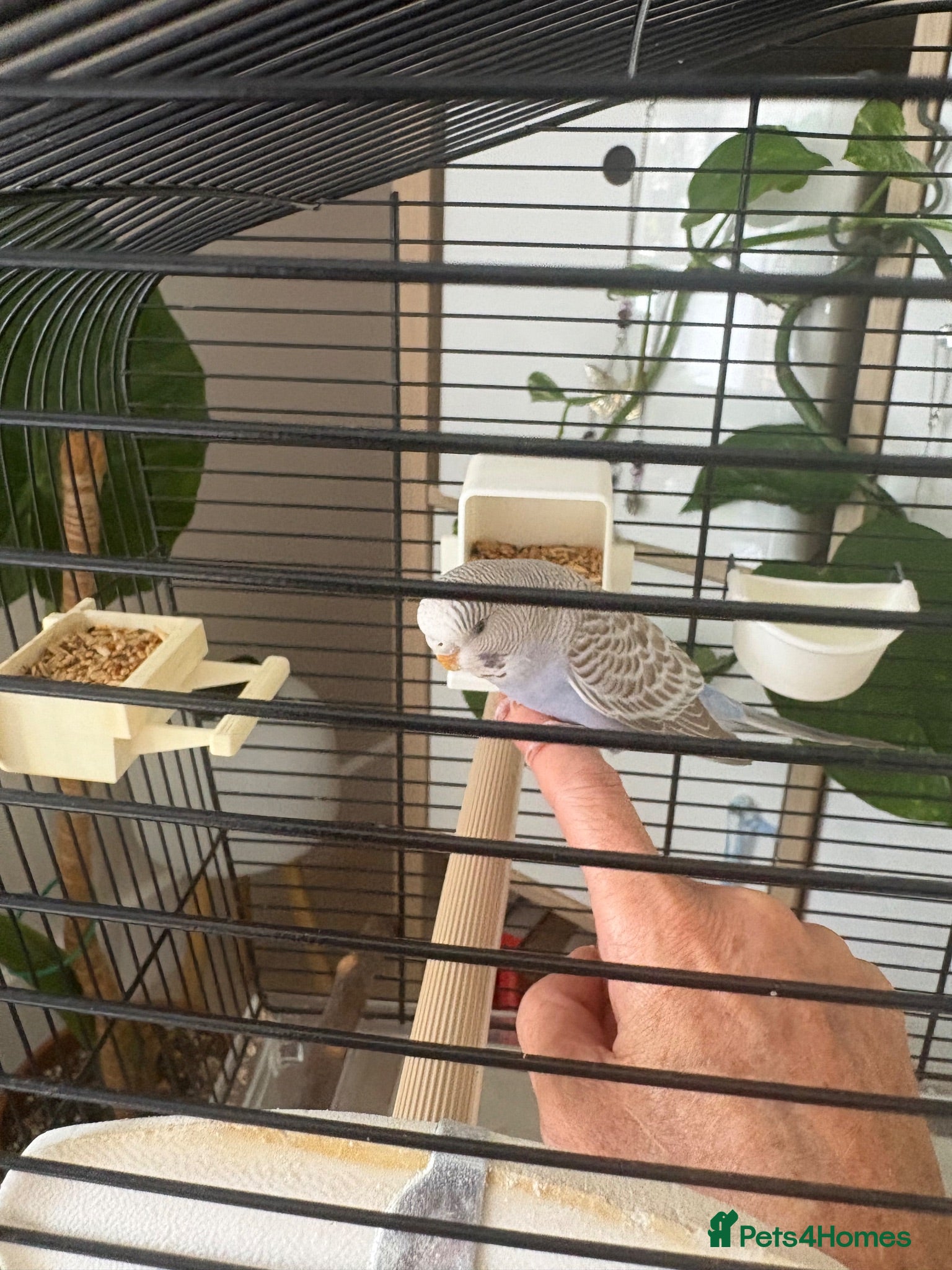 Budgerigars birds Finger tame friendly 10week old budgie with cage  - Advert 2