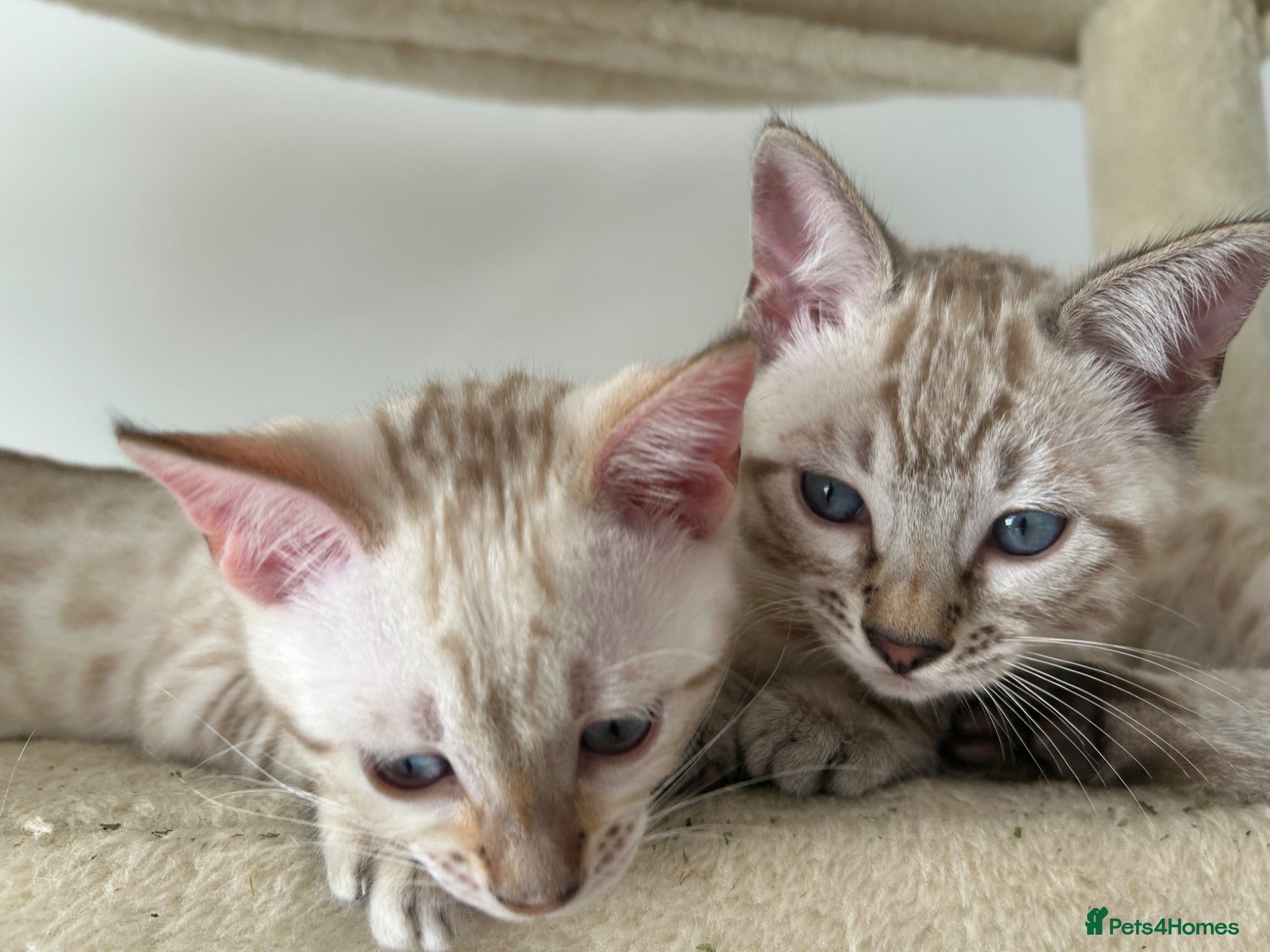 Bengal cats for sale: Snow bengal pure breed kittens  - Advert 12