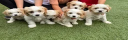 Cavachon dogs for sale: F1 CAVACHON PUPPIES!! - Advert 1